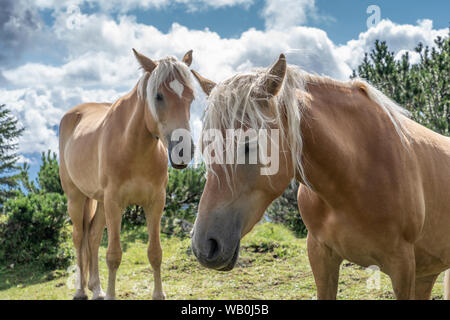 Famous Haflinger horses on a mountain pasture in the Tannheim Valley, Tirol,Austria Stock Photo