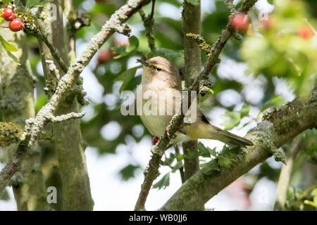 Chiffchaff, Phylloscopus collybita, perched in Hawthorn, RSPB Rye Meads Nature Reserve, Hertfordhire, UK Stock Photo