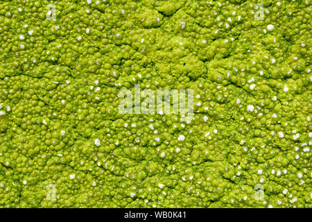 Close-up film of green algae on the surface of the water, preventing the flow of oxygen Stock Photo