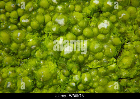 Close-up film of green algae on the surface of the water, preventing the flow of oxygen Stock Photo