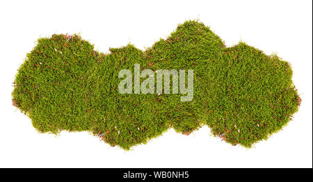 Green moss isolated on white background Stock Photo