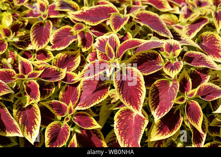 Close-up of burgundy/yellow leaves of solenostemon Scutellarioides Henna, Coleus Henna Stock Photo