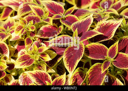 Close-up of burgundy/yellow leaves of solenostemon Scutellarioides Henna, Coleus Henna Stock Photo