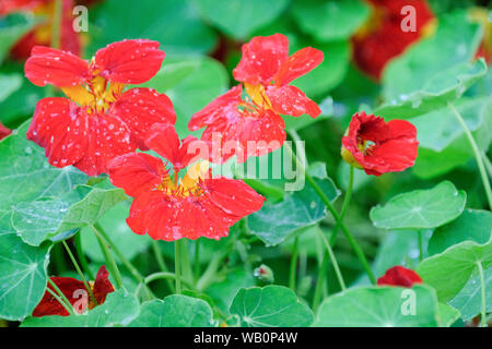 Close-up of bright red flowers of Tropaeolum majus 'crimson empire', nasturtium 'crimson empire', greater Indian-cress 'crimson empire' Stock Photo