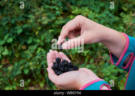 Young woman holding in hand a pile of blackberries with blurred forest on background Stock Photo