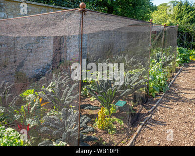 Kale and other brassica plants growing under protective netting in kitchen garden. UK. Stock Photo