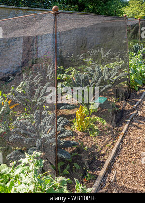 Kale and other brassica plants growing under protective netting in kitchen garden. UK. Stock Photo