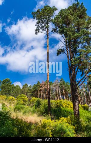 Tall pines in the forest glade with blue sky Stock Photo