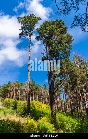 Tall pines in the forest glade with blue sky Stock Photo