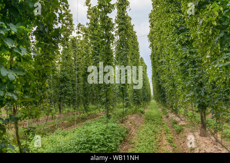 Row of mature hop plants in a hop yard in September Stock Photo