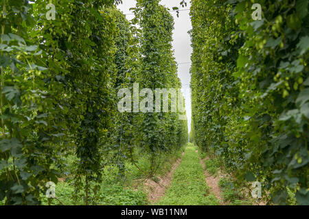 Row of mature hop plants in a hop yard in September Stock Photo