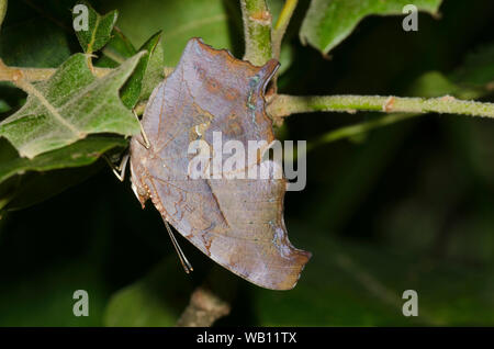 Question Mark, Polygonia interrogationis Stock Photo