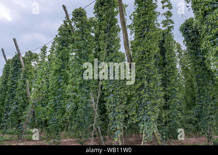 Row of mature hop plants in a hop yard in September. Hop plants near harvest time in a hop yard Stock Photo