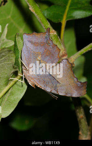 Question Mark, Polygonia interrogationis Stock Photo