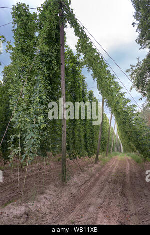 Row of mature hop plants in a hop yard in September. Hop plants near harvest time in a hop yard Stock Photo