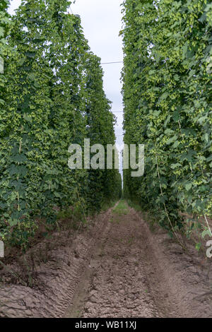 Row of mature hop plants in a hop yard in September. Hop plants near harvest time in a hop yard Stock Photo