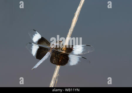 Widow Skimmer, Libellula luctuosa, male Stock Photo
