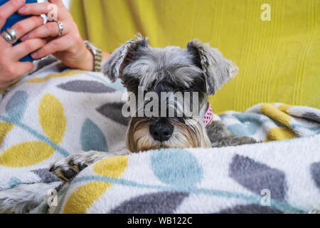 Miniature schnauzer sleeping and resting on top of the armchair Stock Photo