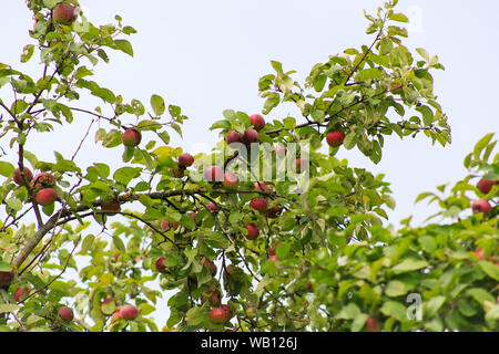 Organic apples hanging from a tree branch, apple fruit close up, large ripe apples clusters hanging heap on a tree branch in an intense apple orchard Stock Photo