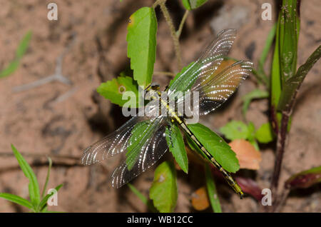 Sulphur-tipped Clubtail, Phanogomphus militaris, male
