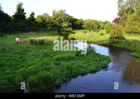Highland cattle graze in water meadows by the River Darent chalk stream at Eynsford, Kent, in late summer Stock Photo