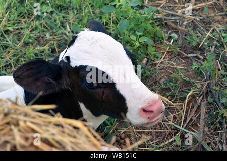 White and dark brown stripes with pink nose of the calf , Baby Dairy cow Stock Photo