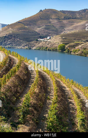 Vineyards on the slopes above the River Douro between Casais Do Douro and Pinhao. In the Alto Douro wine region, Northern Portugal Stock Photo