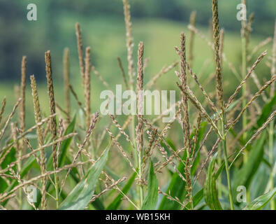 Maize / Sweetcorn / Zea mays growing in Cornwall field. Male flower tassels. Stock Photo