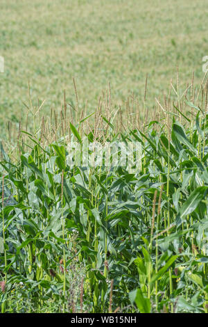 Maize / Sweetcorn / Zea mays growing in Cornwall field. Male flower tassels. Growing sweetcorn in the UK. Stock Photo