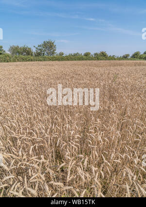 Ripening wheat / Triticum crop in UK field with summer sky behind. For food security, UK agriculture and farming industry, food growing in the field Stock Photo