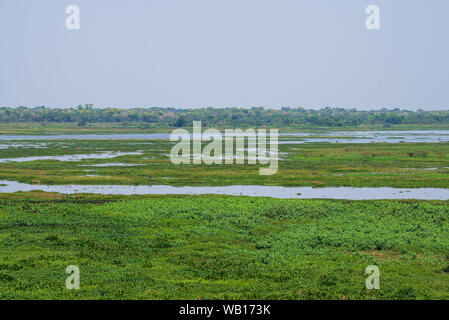 Landscape of the Pantanal, in Brazil. Pantanal is the world's largest tropical wetland area. Stock Photo