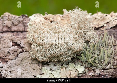 Dixie Reindeer Lichen (Cladonia subtenuis) Stock Photo