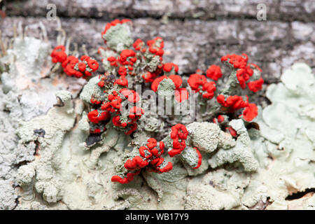British Soldier Lichen (Cladonia cristatella) Stock Photo