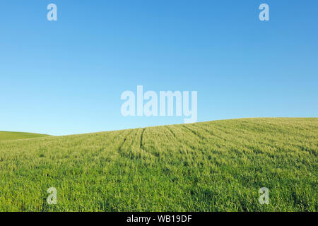 Spain, Ronda, view to green wheat field in front of blue sky Stock Photo