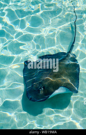 Tourists enjoy a day out with the stingrays at Stingray City in the Cayman Islands Stock Photo