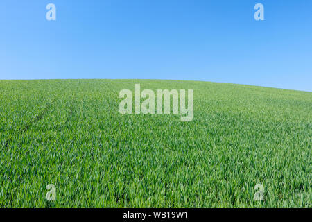 Spain, Andalusia, view to green wheat field in front of blue sky Stock Photo