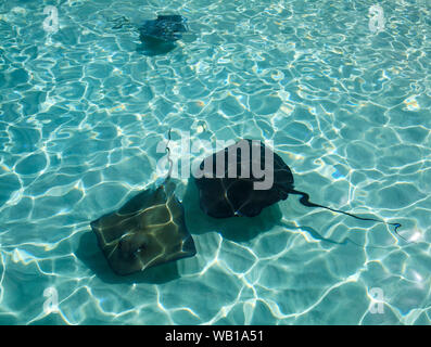 Tourists enjoy a day out with the stingrays at Stingray City in the Cayman Islands Stock Photo