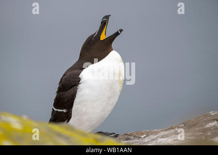 Scotland, Isle of May, Razorbill with open beak