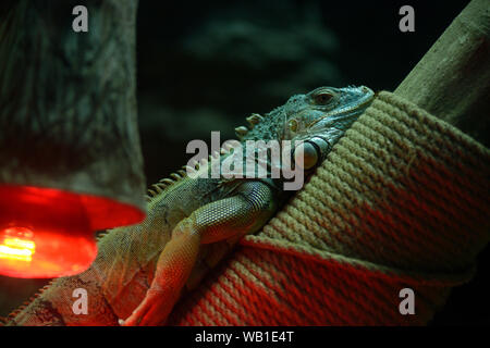Green American iguana sitting on a trunk tree in an aviary of a zoo Stock Photo