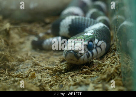 California kingsnake, Lampropeltis getula Californiae, lying in a terrarium of a zoo Stock Photo