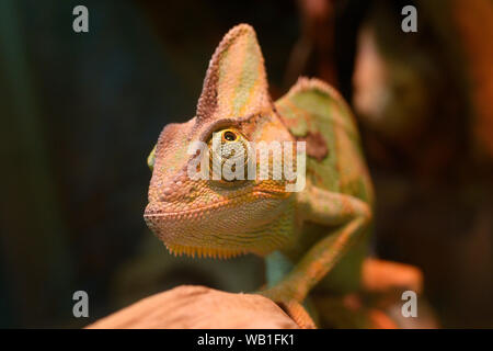 Veiled chameleon, Chamaeleo Calyptratus, sitting on a branch of a tree in a terrarium of a zoo Stock Photo