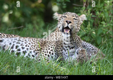 A female leopard (Panthera pardus) plays with her cub Stock Photo