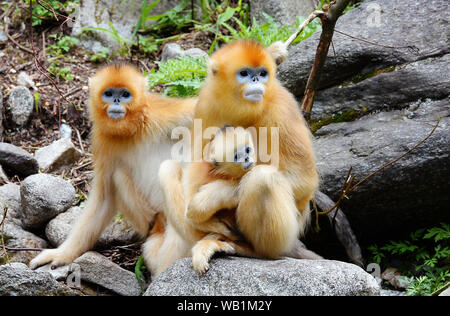 (190823) -- BEIJING, Aug. 23, 2019 (Xinhua) -- Golden monkeys rest in the giant panda valley of the Qinling Mountain in Foping County, northwest China's Shaanxi Province, Aug. 3, 2018. As a land-locked province, Shaanxi stretches the drainage areas of the Yangtze River and the Yellow River, the two longest rivers in China. It boasts main parts of the Qinling Mountains, one of the biodiversity hotspots worldwide, dividing northern temperate zones from subtropical zones. Meanwhile, Shaanxi is habitat of rare protected animals. Over the past years, Shaanxi Province has been promoting ecological Stock Photo