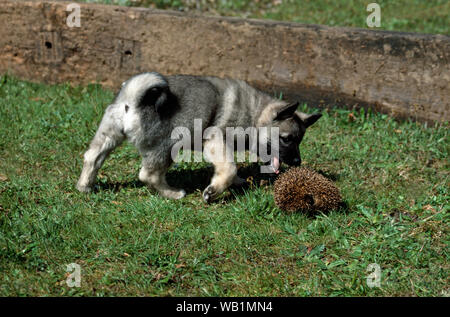 ELKHOUND nine-week old young puppy investigating a rolled up Hedgehog, in a defensive position. Stock Photo