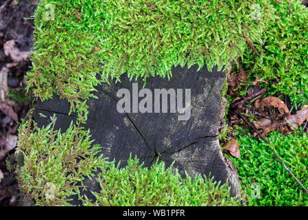 green moss on wooden background texture macro Stock Photo