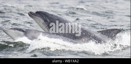 Dolphin from the beach at Chanonry Point, in the Scottish Highlands Stock Photo