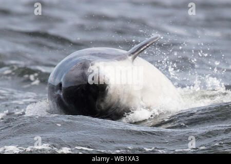 Dolphin from the beach at Chanonry Point, in the Scottish Highlands Stock Photo