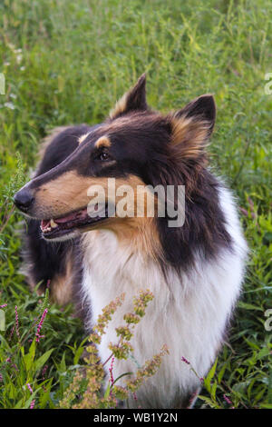 A Close Up of Tri Color Rough Collie Dog In A Field Of Tall Grass Stock Photo