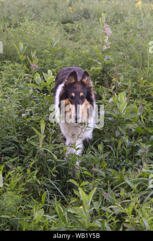 Tri Color Rough Collie Walking In Field of High Grass Stock Photo