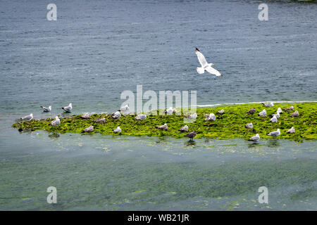 An adult Herring Gull flying over a group of immature and breeding aged gulls Stock Photo